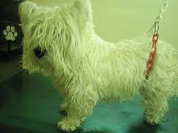 ΚΟΜΜΩΤΗΡΙΟ ΜΙΚΡΩΝ ΖΩΩΝ PET BEAUTE ΘΕΣΣΑΛΟΝΙΚΗ ΠΑΝΑΓΙΩΤΙΔΟΥ ΠΑΡΘΕΝΑ