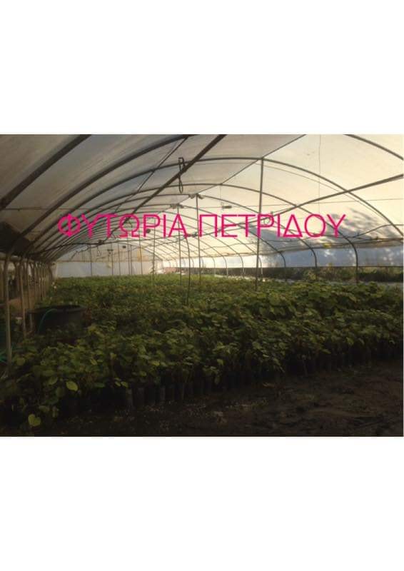 ΦΥΤΩΡΙΟ ΚΑΛΛΩΠΙΣΤΙΚΑ ΦΥΤΑ ΟΠΩΡΟΦΟΡΑ ΔΕΝΤΡΑ ΦΥΤΩΡΙΑ ΠΕΤΡΙΔΟΥ ΑΡΣΕΝΙ ΣΚΥΔΡΑ ΠΕΛΛΑ ΠΕΤΡΙΔΟΥ ΔΗΜΗΤΡΑ